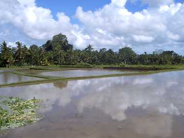 Reisfeld bei Ubud
