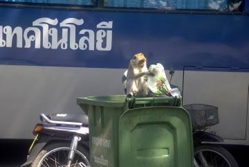 Affe auf Futtersuche